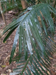 Cycas edentata