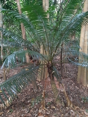 Cycas edentata