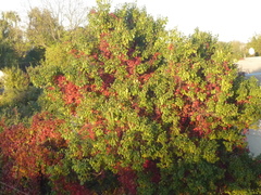 Parthenocissus inserta