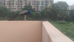 Pavo cristatus