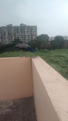 Pavo cristatus