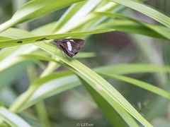 Notocrypta paralysos varians