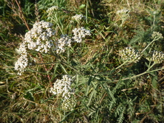 Achillea pannonica