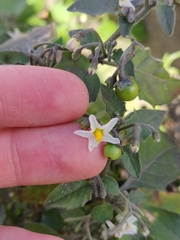 Solanum nigrum