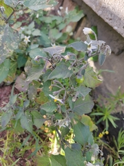 Solanum nigrum