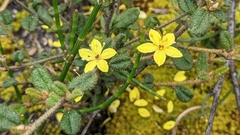 Asterolasia muricata