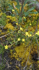 Asterolasia muricata