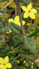 Asterolasia muricata