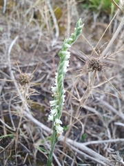 Spiranthes spiralis image