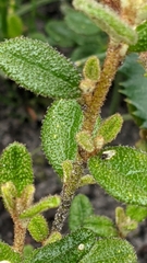 Asterolasia muricata