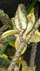 Asterolasia muricata