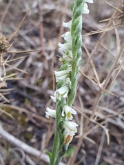 Spiranthes spiralis image