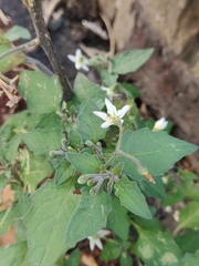 Solanum nigrum