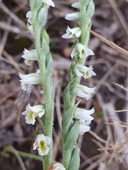 Spiranthes spiralis image