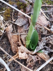 Spiranthes spiralis image