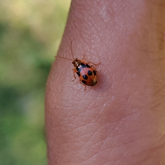 Paridea octomaculata