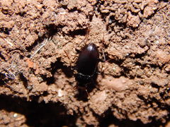 Nebria