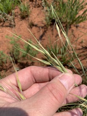 Tristachya biseriata
