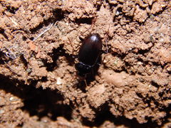 Nebria