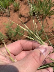 Tristachya biseriata