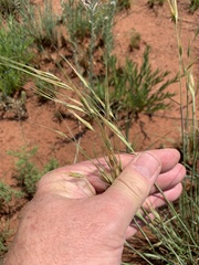 Tristachya biseriata