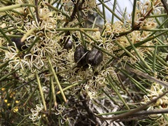 Hakea vittata