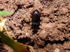 Nebria