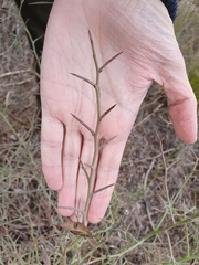 Calicotome spinosa