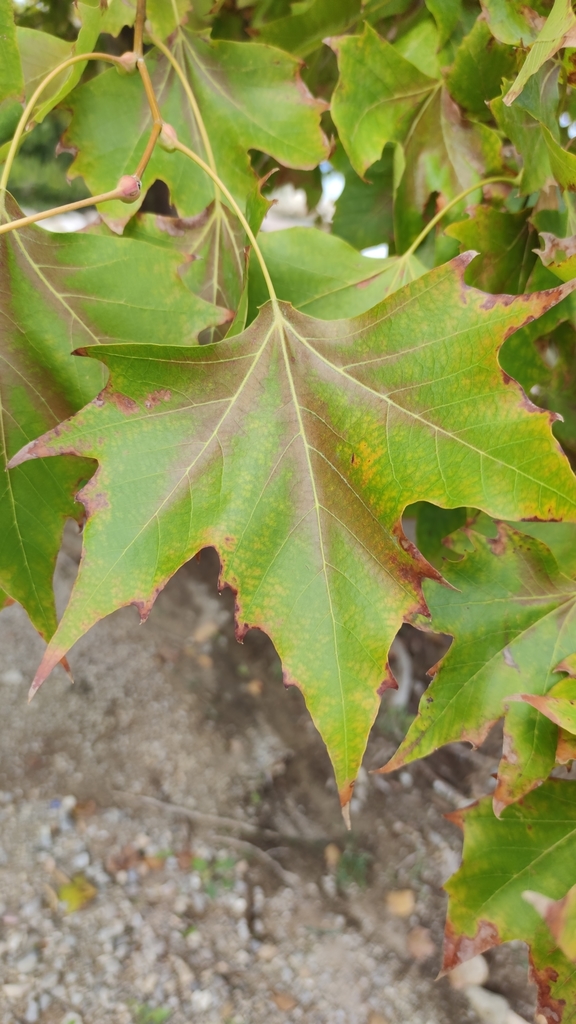 Oriental Plane