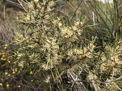 Hakea vittata