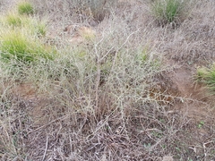 Calicotome spinosa