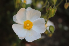 Cistus salviifolius
