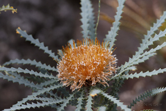 Banksia nobilis