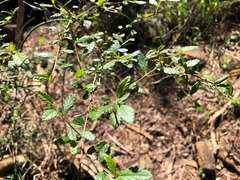 Acalypha eremorum