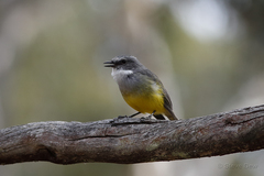 Eopsaltria griseogularis