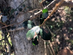 Planchonella cotinifolia