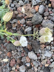 Silene uniflora uniflora