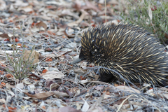 Tachyglossus aculeatus acanthion