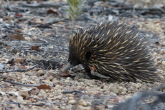 Tachyglossus aculeatus acanthion