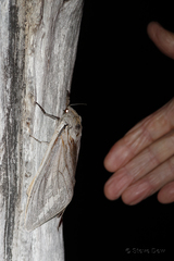 Abantiades argentangulum