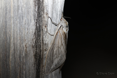 Abantiades argentangulum