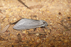 Abantiades argentangulum