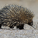 Western Short-beaked Echidna - Photo (c) Steve Dew, some rights reserved (CC BY-NC), uploaded by Steve Dew