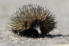 Tachyglossus aculeatus acanthion