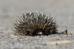 Tachyglossus aculeatus acanthion