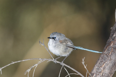 Malurus pulcherrimus