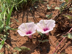Ipomoea bathycolpos