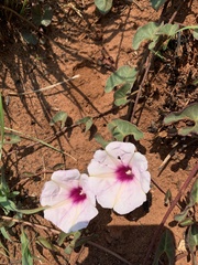 Ipomoea bathycolpos
