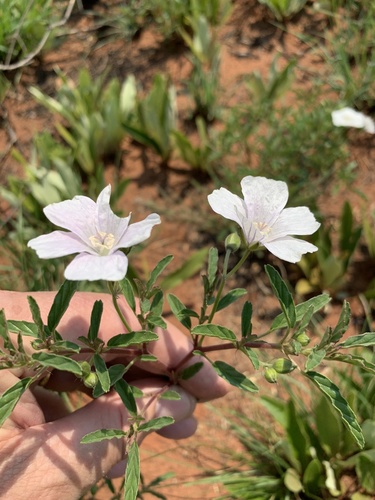 Monsonia biflora