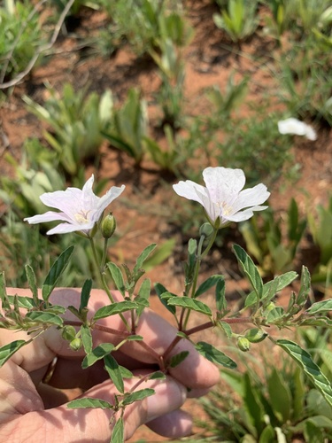 Monsonia biflora